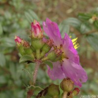 Osbeckia aspera Blume